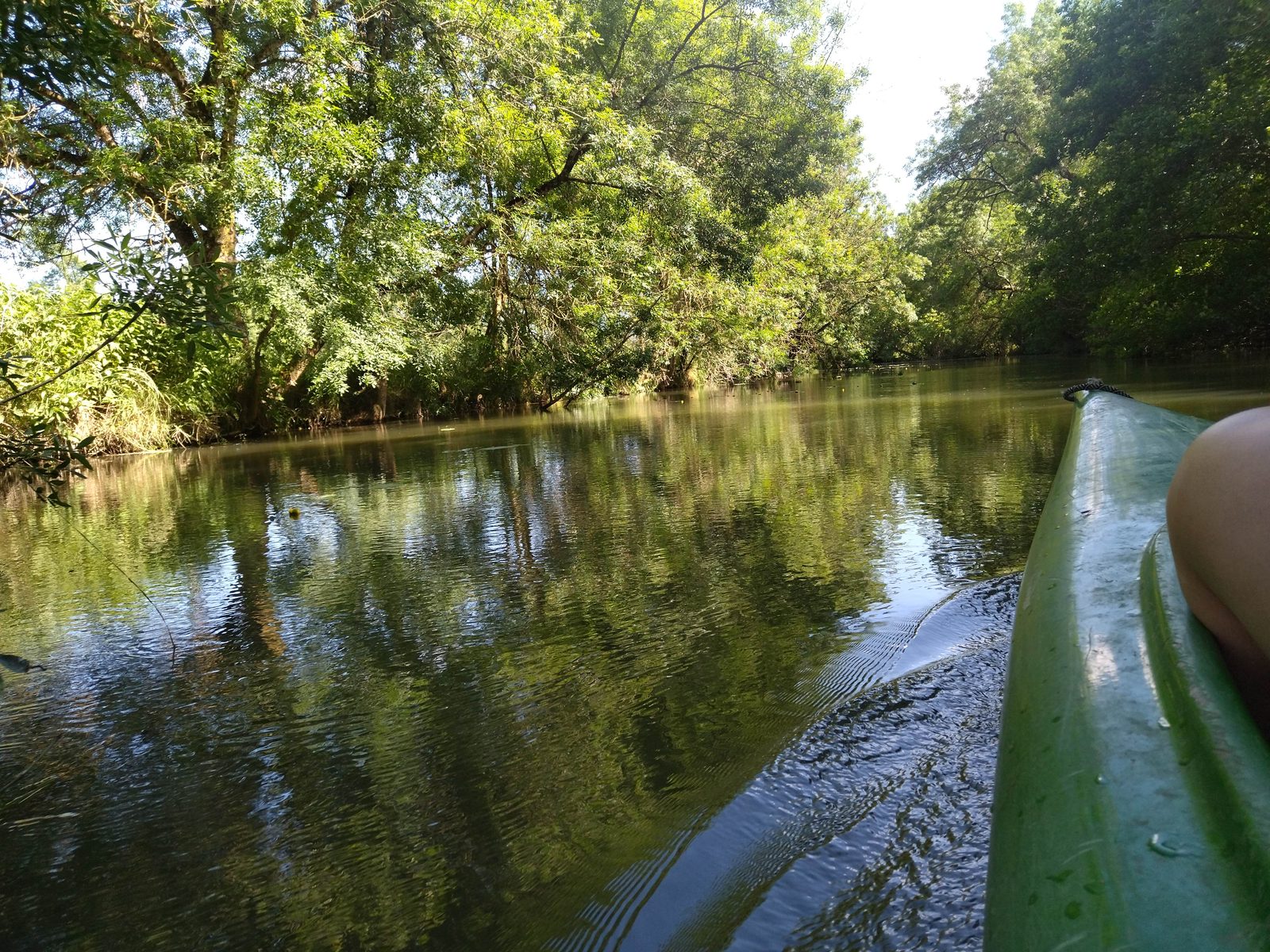 On the water, beneath the trees